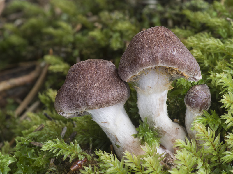 Cortinarius erubescens